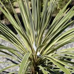 Kordylína austrálska (Cordyline australis) ´TORBAY DAZZLER´ - výška 70-90 cm, kont. C18L (-12°C)